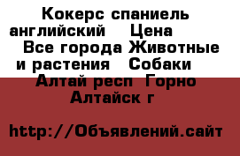 Кокерс спаниель английский  › Цена ­ 4 500 - Все города Животные и растения » Собаки   . Алтай респ.,Горно-Алтайск г.